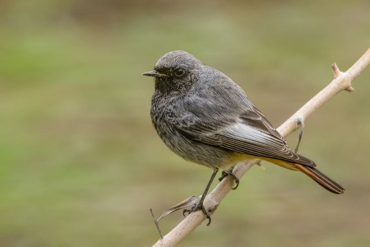 Codirosso spazzacamino (Phoenicurus ocruros)